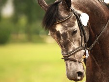 Riding lessons from beginner to advanced – 1 hour or 1.5 hour sessions